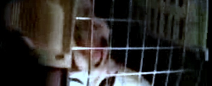 Copertina di Cuccioli in scatola dalla Slovacchia a Reggio Emilia. Il viaggio infernale scoperto dalla Polizia