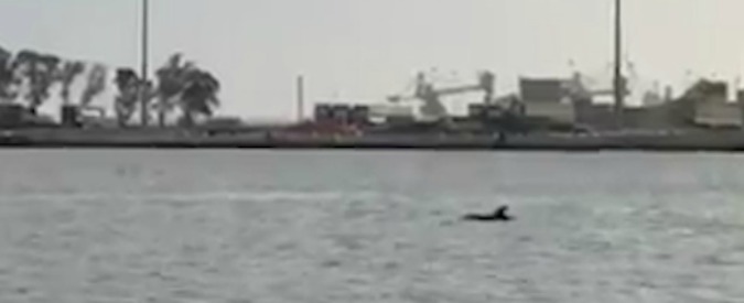 Copertina di Spettacolo al porto di Brindisi: dal mare spunta un famiglia di delfini