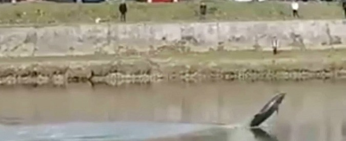 Copertina di Pisa, tutti pazzi per il delfino che nuota nell’Arno. Da un mese centinaia di avvistamenti