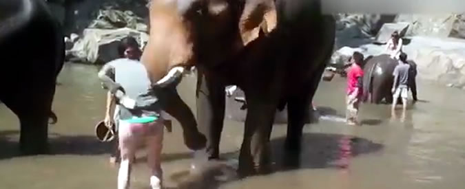 Copertina di Turisti volanti? Solo se provano a lavare la proboscide di un elefante. Le immagini