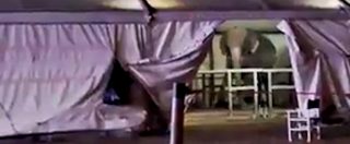 Copertina di L’elefante non smette di dondolarsi. Le strazianti immagini degli animalisti contro il circo Medrano