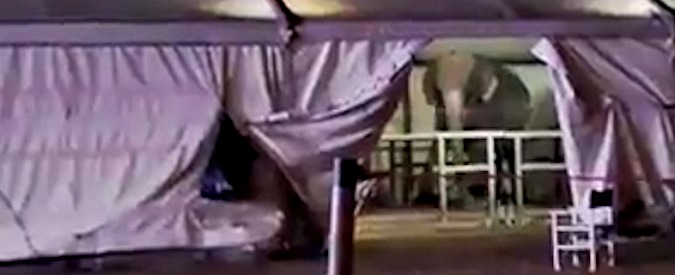 Copertina di L’elefante non smette di dondolarsi. Le strazianti immagini degli animalisti contro il circo Medrano