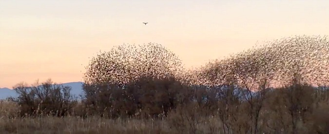 Copertina di Tutti contro uno: così lo stormo inganna il falco pellegrino. La lotta per la sopravvivenza è una danza meravigliosa