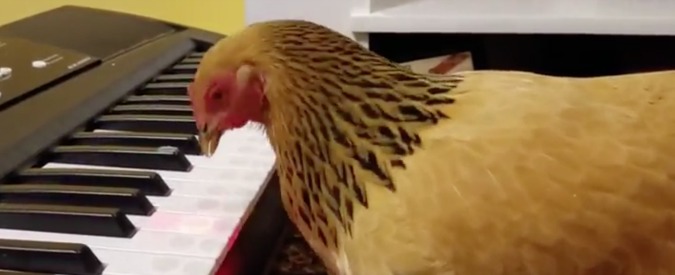 Copertina di La musicista che non ti aspetti: la gallina va al pianoforte e non sbaglia una nota