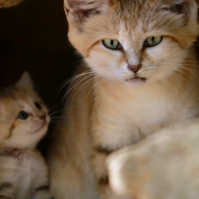 Festa del Gatto, settantamila felini avvelenati ogni anno: “Dobbiamo fare i conti con delle menti malate”