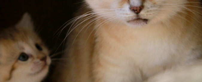 Festa del Gatto, settantamila felini avvelenati ogni anno: “Dobbiamo fare i conti con delle menti malate”