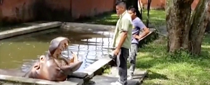 Copertina di “Gustavito è morto dopo due giorni di agonia”. Aggredito a sprangate l’ippopotamo simbolo dello zoo di El Salvador
