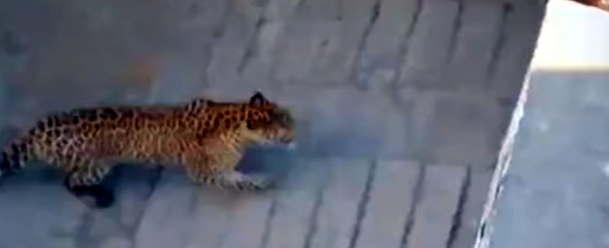 Copertina di Leopardo semina il panico in città: per lui si mobilitano in 150 ma l’inseguimento è più difficile del previsto