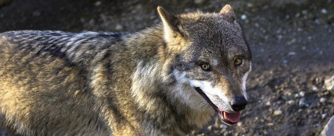 Abbattimento dei lupi, chi non sta con il governo è ‘populista’