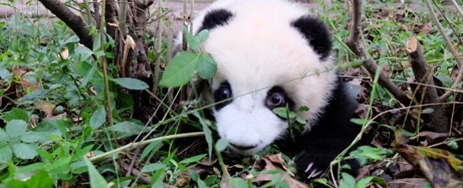 Copertina di Cocciuto come un panda. L’adorabile abbraccio del cucciolo che non molla il suo custode: imperdibile