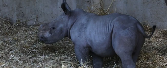 Copertina di Fiocco azzurro al parco zoologico, Rihanna dà alla luce un raro esemplare di rinoceronte bianco
