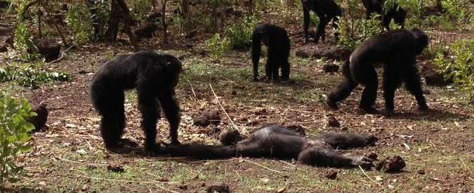 Copertina di Dopo l’esilio non lo riconoscono più. E la tribù di scimpanzé uccide il vecchio maschio alfa