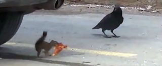 Copertina di Lo scontro epico tra il corvo e lo scoiattolo. In palio c’è un trancio di pizza