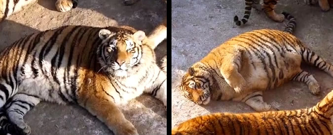 Copertina di Tanto cibo e poco movimento: le tigri nello zoo sono irriconoscibili. Le immagini fanno insorgere gli animalisti