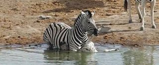 Copertina di Quando la natura è crudele: la zebra prova a uccidere il cucciolo, che alla fine si libera così