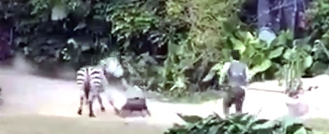 Copertina di Anche le zebre, nel loro piccolo, si incazzano. Questo animale non è poi così docile…