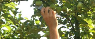 Copertina di Agricoltura, “un pc e un algoritmo per aumentare del 40% la produzione della frutta”