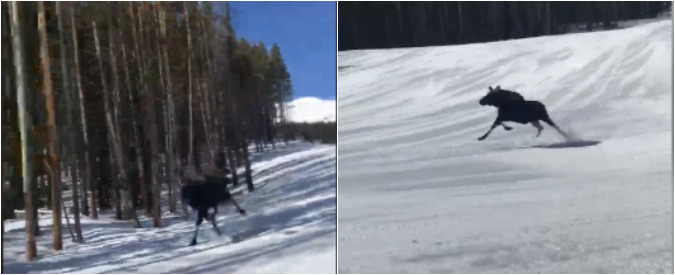 Copertina di Il compagno di pista che non ti aspetti… Sorpresa sulla neve a Breckenridge per sciatori e snowboarder