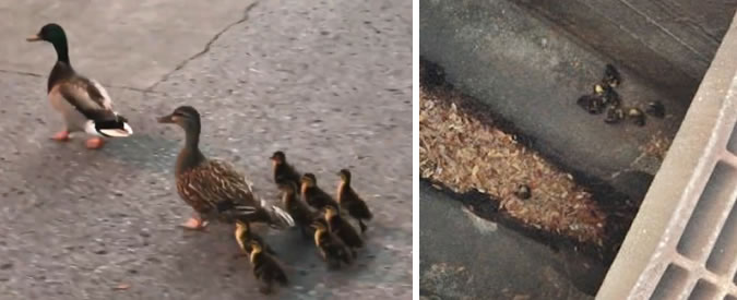 Copertina di Gli anatroccoli sono intrappolati nel tombino. Il poliziotto si intenerisce e li salva così