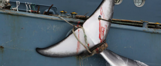 Copertina di Caccia a balene, negoziati falliti dopo 20 anni. No di Islanda, Giappone, Norvegia e Russia a riserve in Atlantico meridionale