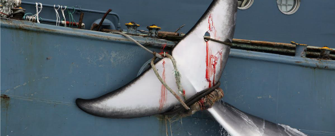 Giappone, la mattanza inutile delle 333 balene. Greenpeace: “Serve solo a mantenere un ente del ministero”