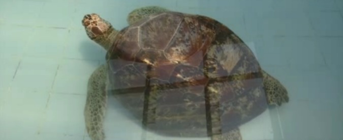 Copertina di Ecco “Bank”, la tartaruga più ricca del mondo. Ha 915 monete nello stomaco: ma il prezzo è carissmo