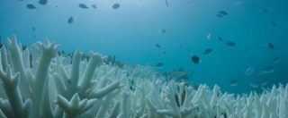 Copertina di Riscaldamento globale, morta la Grande barriera corallina senza misure di contrasto