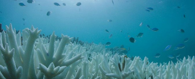 Copertina di Riscaldamento globale, morta la Grande barriera corallina senza misure di contrasto