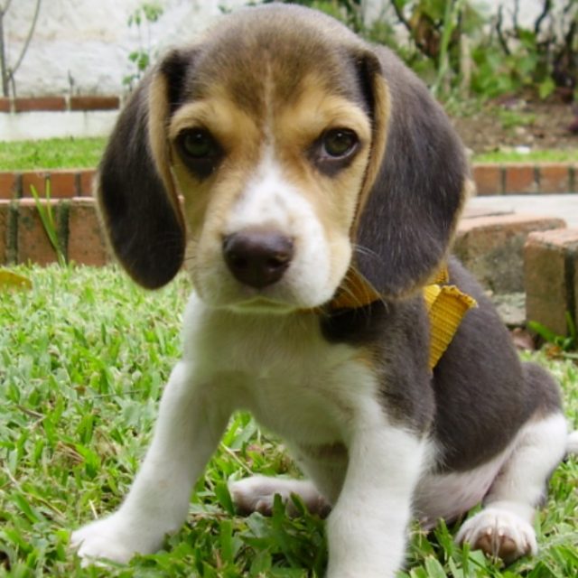Sperimentazione sui beagle, in Italia il Tar sospende i test alla Aptuit e nel Wisconsin gli attivisti liberano 23 cani
