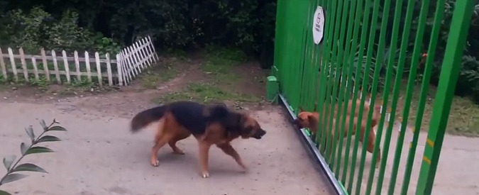 Copertina di Quattro cani pronti a sbranarsi. Ecco come reagiscono quando si apre il cancello che li divide