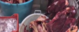Copertina di Siracusa, macelli clandestini e allevamenti abusivi: sequestrate cinque tonnellate di carne di cavallo