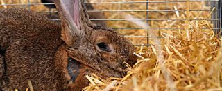 Copertina di Ue, il Parlamento apre alla abolizione delle batterie per l’allevamento dei conigli