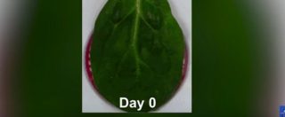 Copertina di Frammento di cuore “cresciuto” su foglie di spinacio – VIDEO