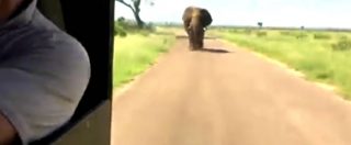 Copertina di Mai fare arrabbiare un elefante: un gruppo di turisti gli taglia la strada e lui reagisce così