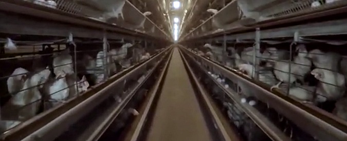 Copertina di Galline ammassate in gabbie minuscole, tra escrementi e topi. Animal Equality denuncia allevamento lombardo