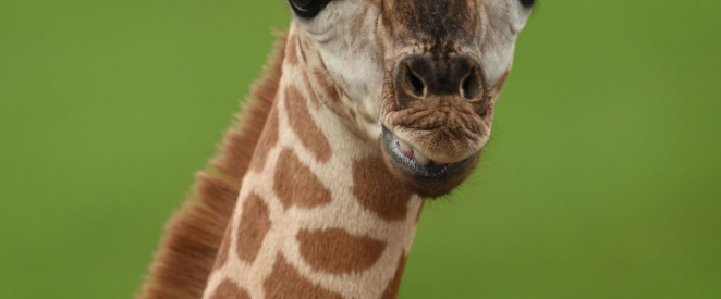 April, la giraffa da trenta milioni di spettatori censurata da Youtube per “contenuti sessualmente espliciti”