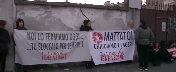 Copertina di Brescia, le “iene vegane” si incatenano al mattatoio di Rovato: “Un giorno di vita in più per i bovini”