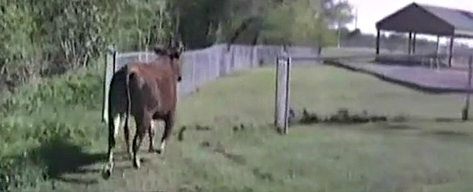 Copertina di Mucca in fuga per la libertà: la polizia cerca di fermarla ma lei la semina così