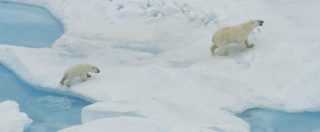 Copertina di Anche l’orso polare verso l’estinzione, entro il 2050 potremmo perdere i due terzi della popolazione