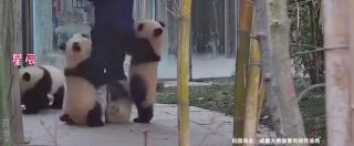 Copertina di Maledetti, adorabili cuccioli di panda. E l’operatore viene preso in ostaggio dal mucchio selvaggio