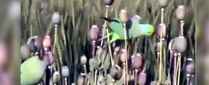 Copertina di Fatto come un uccello, ma per i coltivatori di oppio è una tragedia. Ecco i pappagalli tossicodipendenti