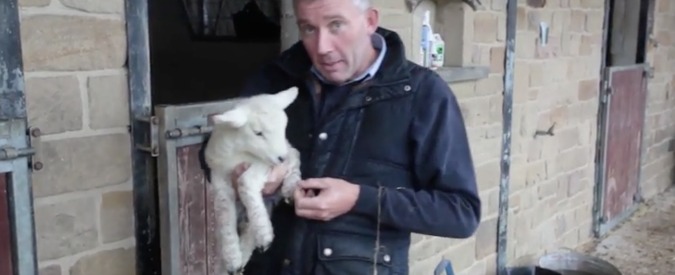 Copertina di Pasqua mutante, all’allevatore nasce un agnello con una gamba in più