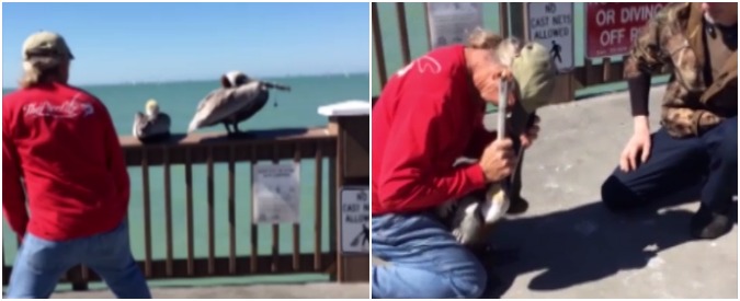 Copertina di Il becco del pellicano è bloccato dal filo da pesca, l’azione di salvataggio è da applausi