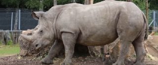 Copertina di Parigi, la mattanza di rinoceronti arriva in Europa: esemplare ucciso per rubargli il corno. In Sudafrica uccisi 3 al giorno
