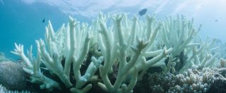 Copertina di Riscaldamento globale, gli scienziati: “Non c’è più tempo per salvare le barriere coralline”
