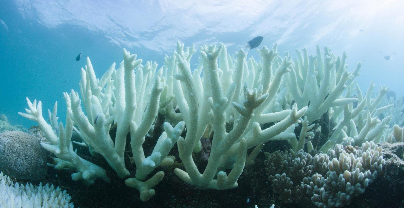 Riscaldamento globale, gli scienziati: “Non c’è più tempo per salvare le barriere coralline”