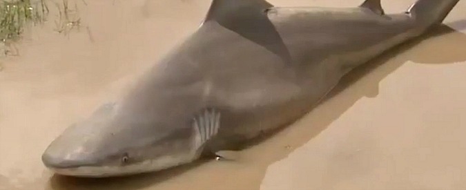 Copertina di Squalo spiaggiato dalla furia del ciclone. Lo stupore dei residenti dopo l’inondazione