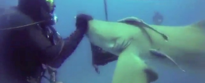 Copertina di Squalo ferito si fa aiutare dal sub. Il sommozzatore: “Mi urtava ripetutamente: il suo modo per dire grazie”