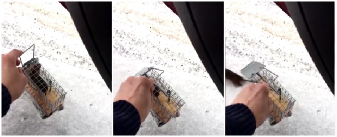 Copertina di L’effimero sapore della libertà: questo topo catturato vivo in casa viene liberato a bordo strada e…