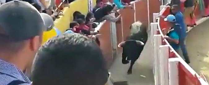 Copertina di La fuga del toro dall’arena: incorna un poliziotto e lo fa volare in aria